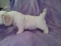 All White Female Lachon puppy for sale #13|Shipping teddy bear puppies to Florida available for only $150|Most US Cities Included 